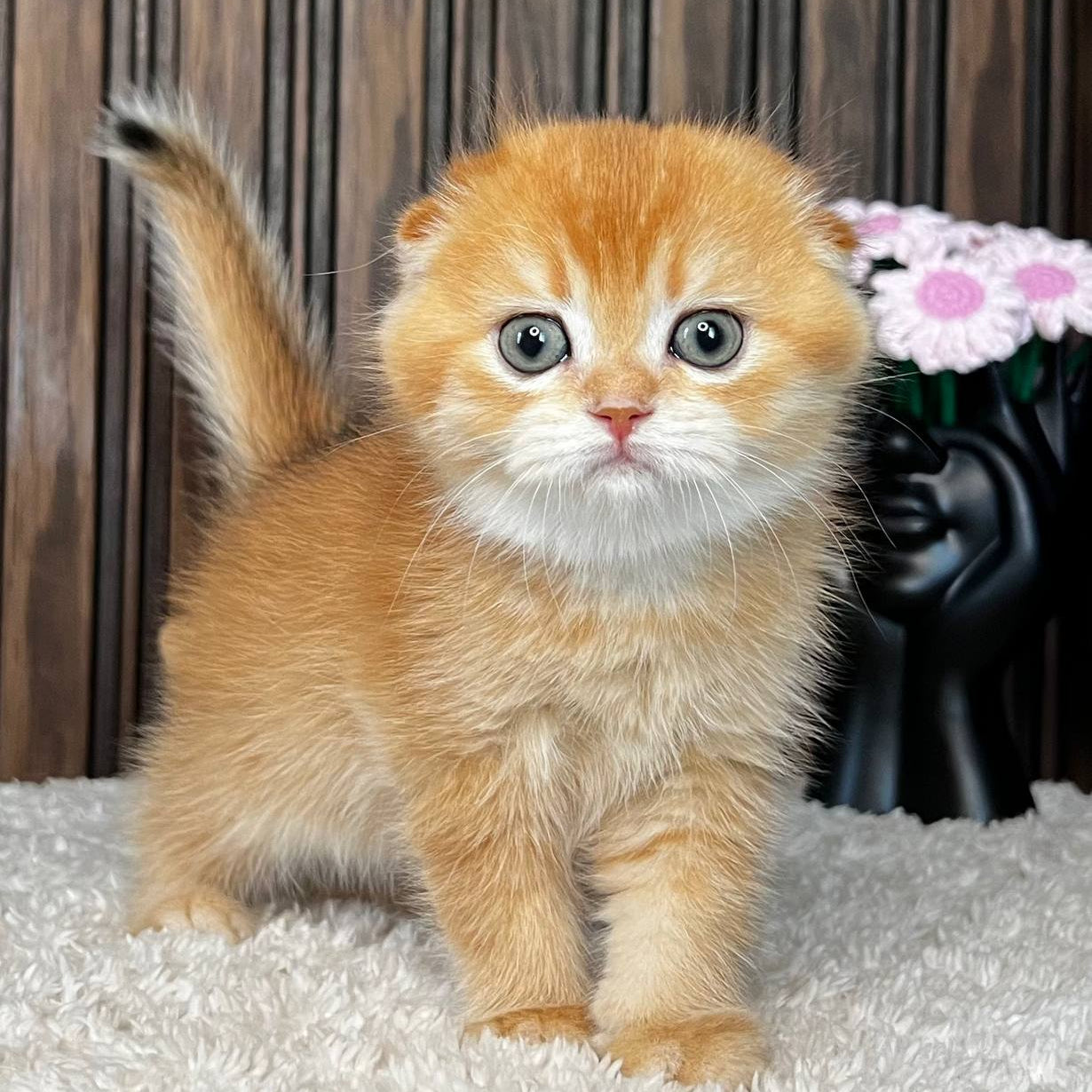 
                  
                    Nala
                  
                