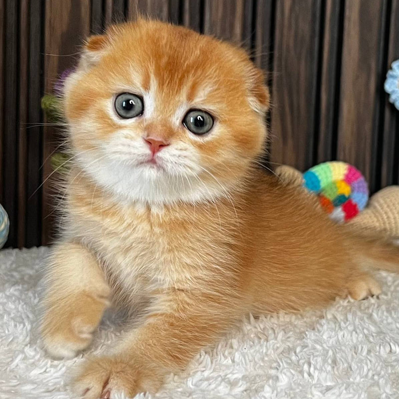 Nala