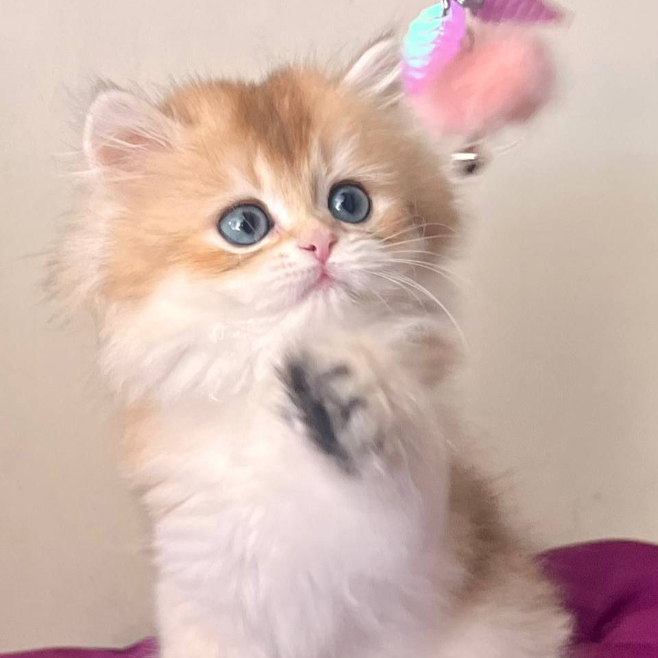 
                  
                    Filya
                  
                