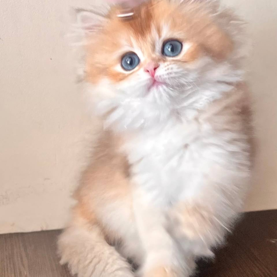 
                  
                    Filya
                  
                