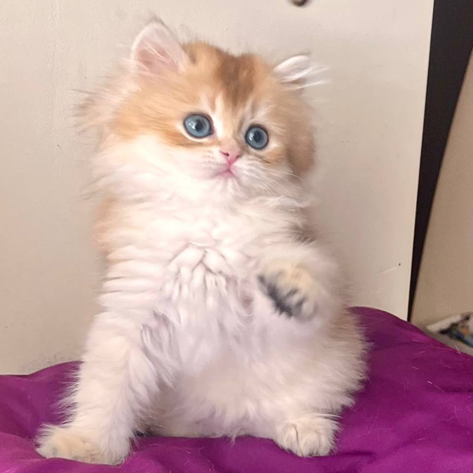 
                  
                    Filya
                  
                