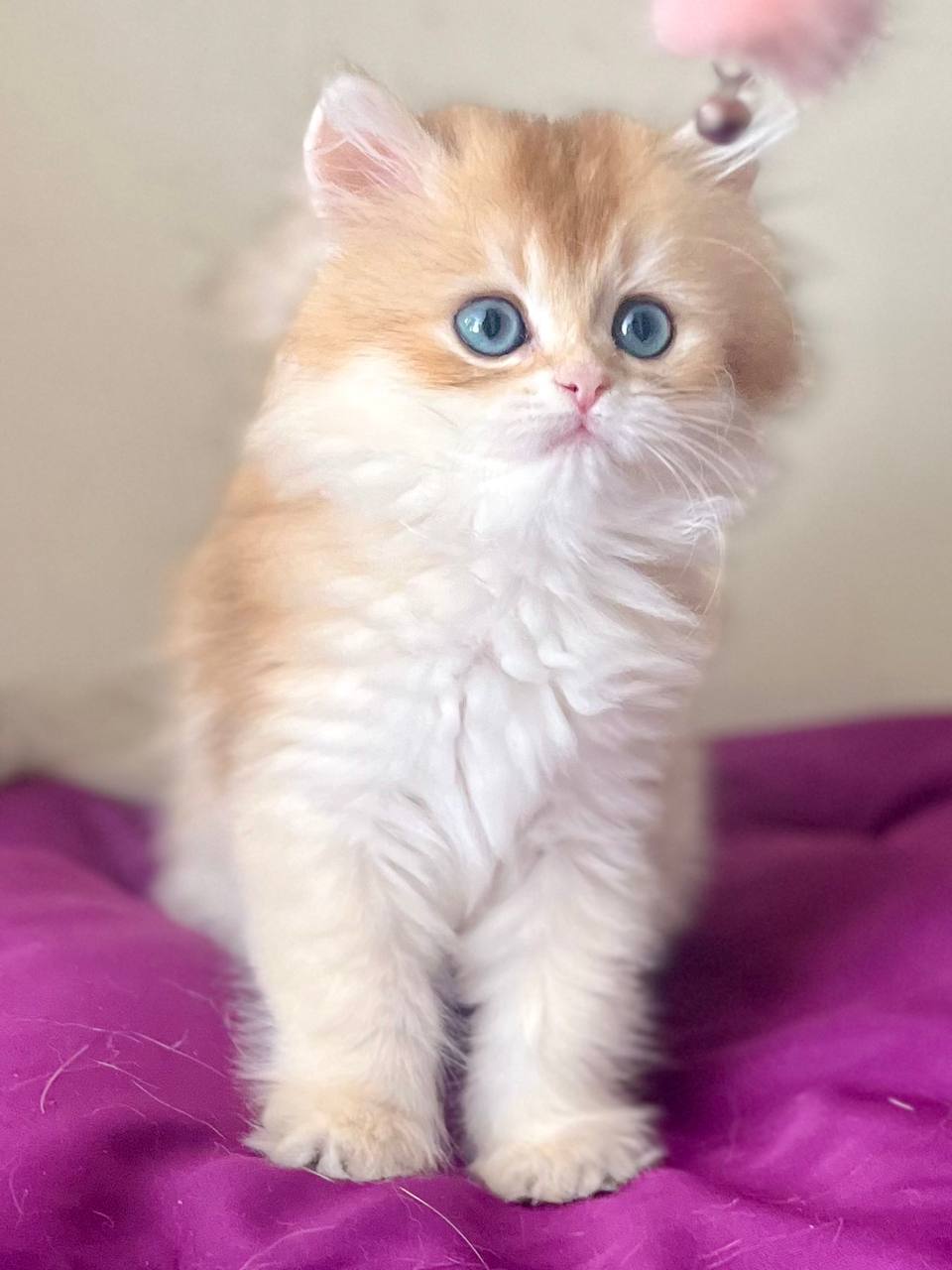 
                  
                    Filya
                  
                