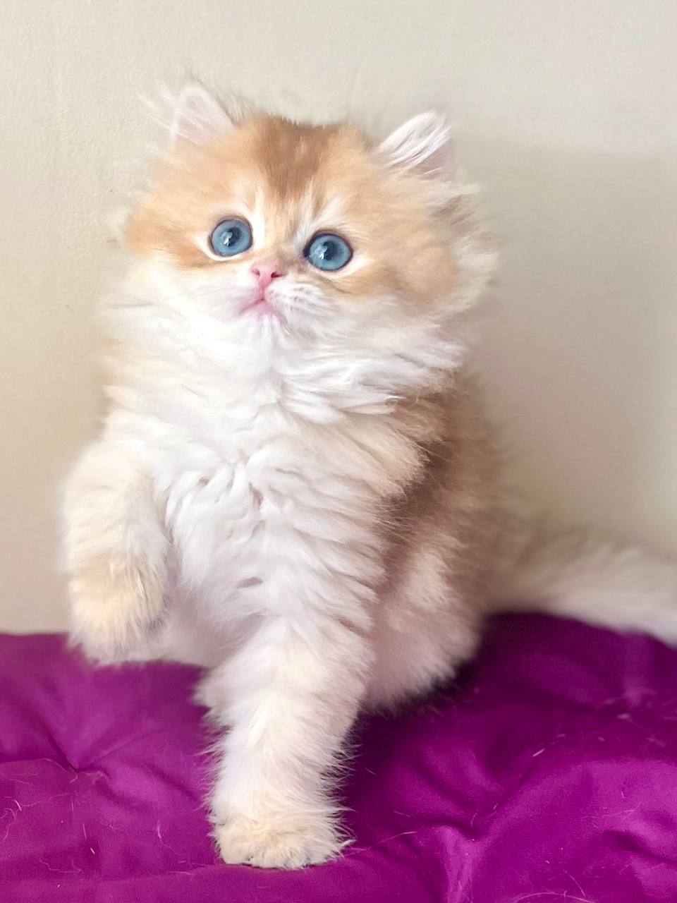 
                  
                    Filya
                  
                