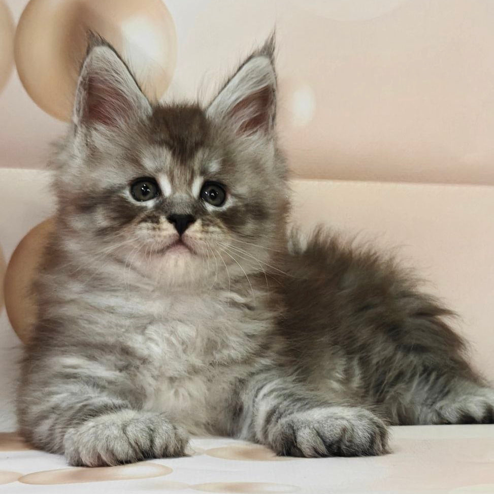 
                  
                    Alexander
                  
                
