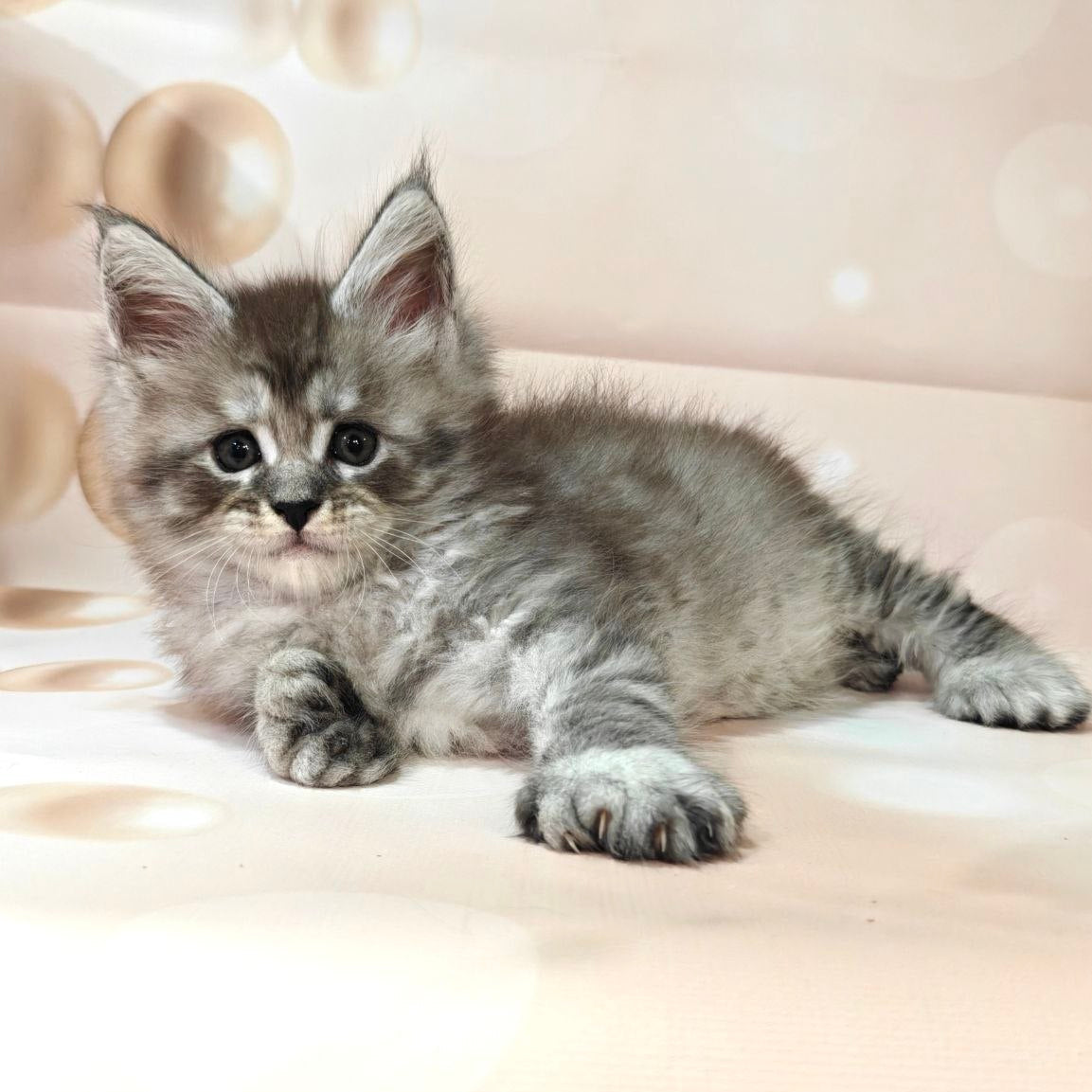 
                  
                    Alexander
                  
                