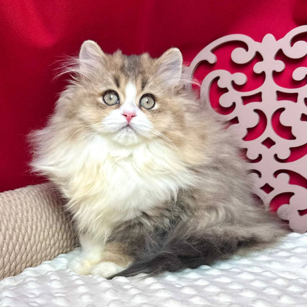 Tina