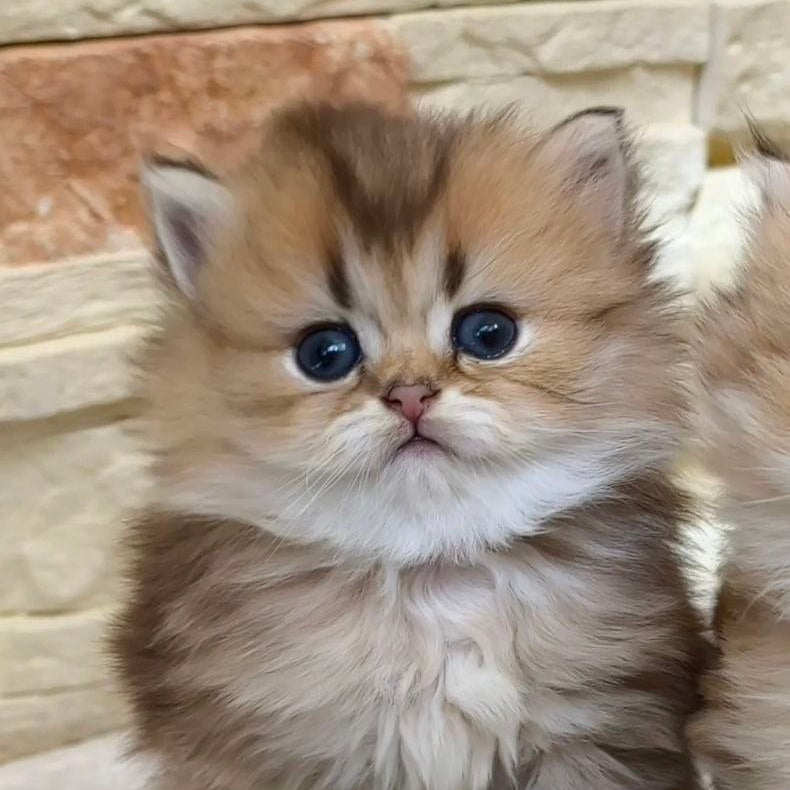 
                  
                    KitKat
                  
                