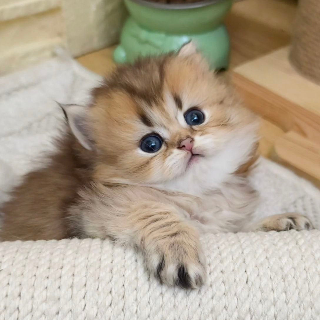
                  
                    KitKat
                  
                
