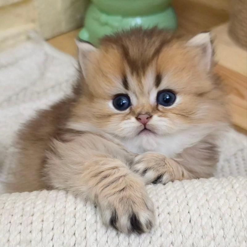 KitKat