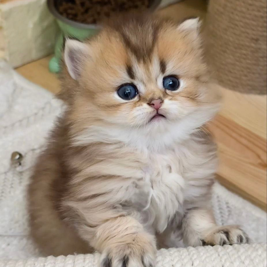 
                  
                    KitKat
                  
                