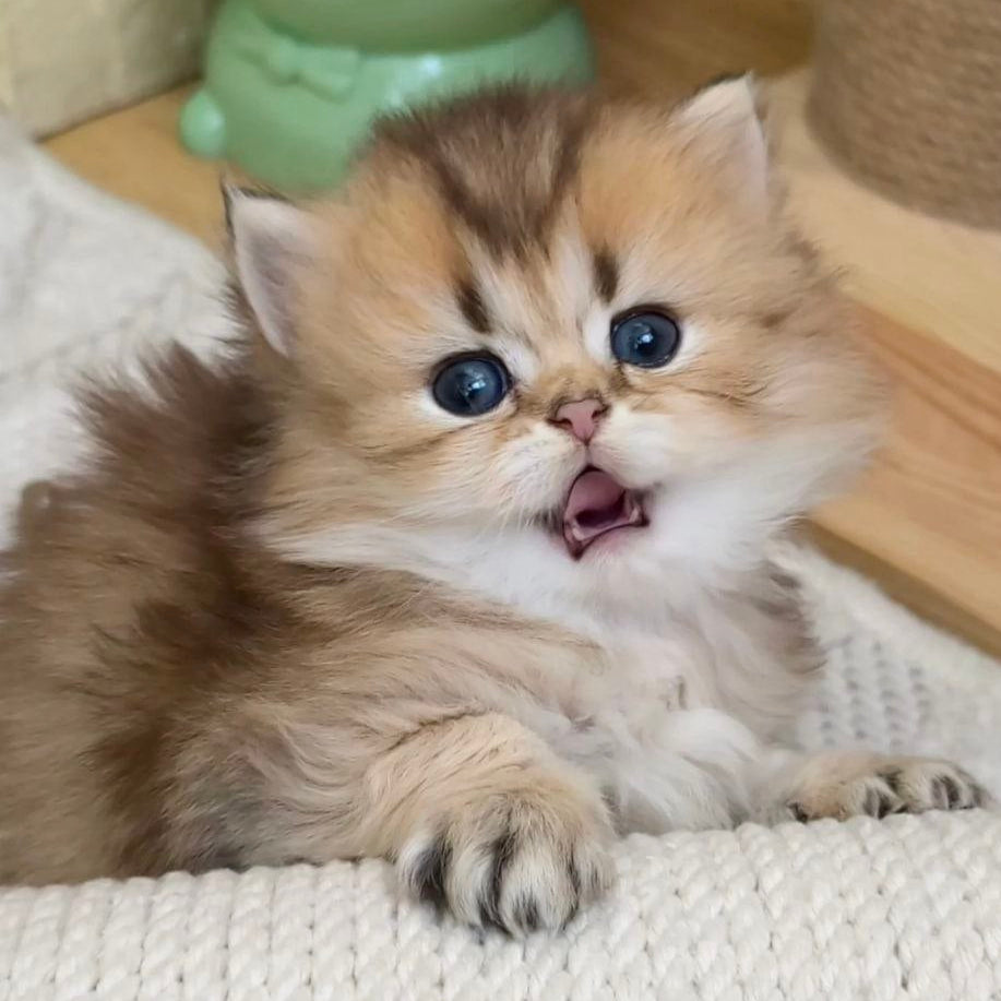 
                  
                    KitKat
                  
                
