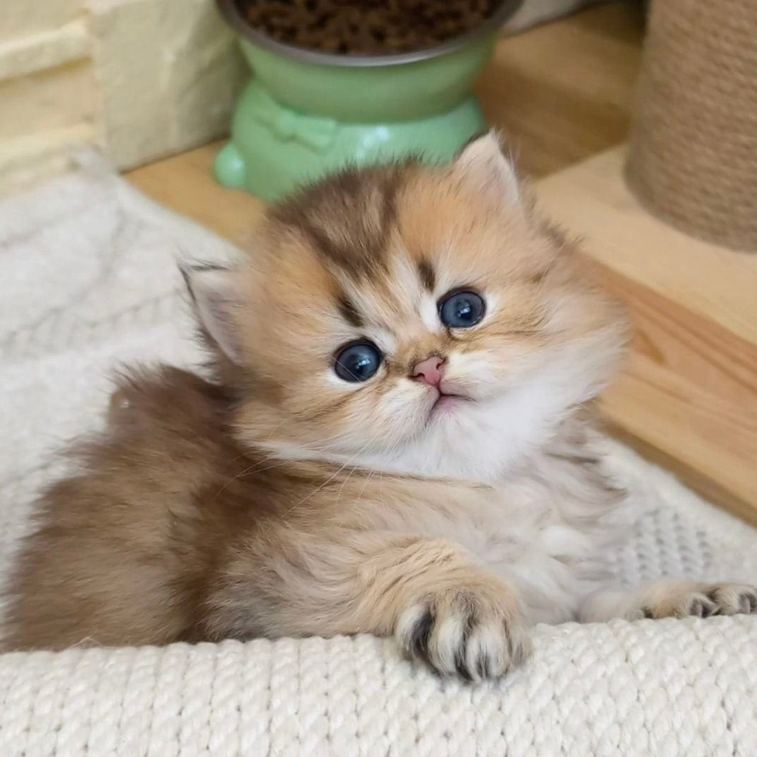 
                  
                    KitKat
                  
                