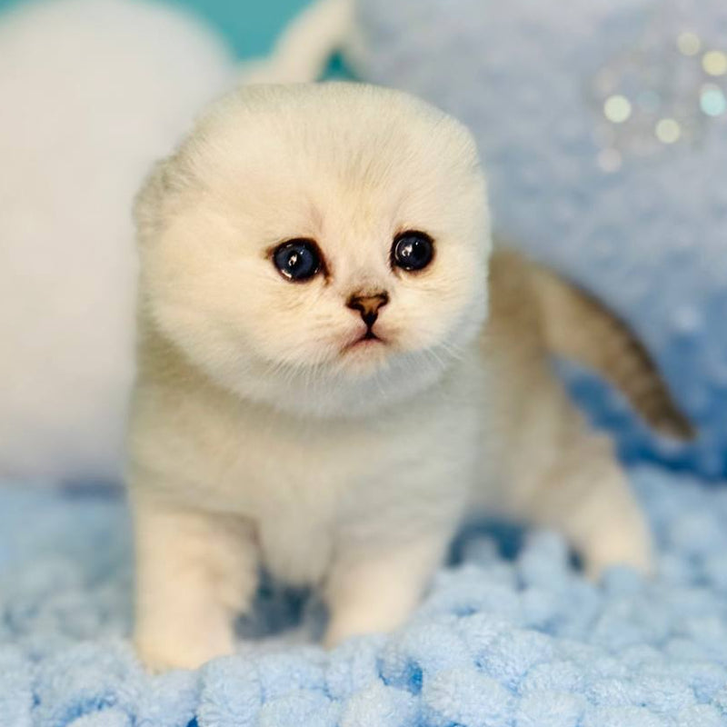 Fluffy