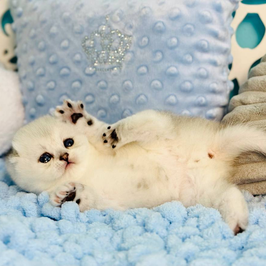 
                  
                    Fluffy
                  
                