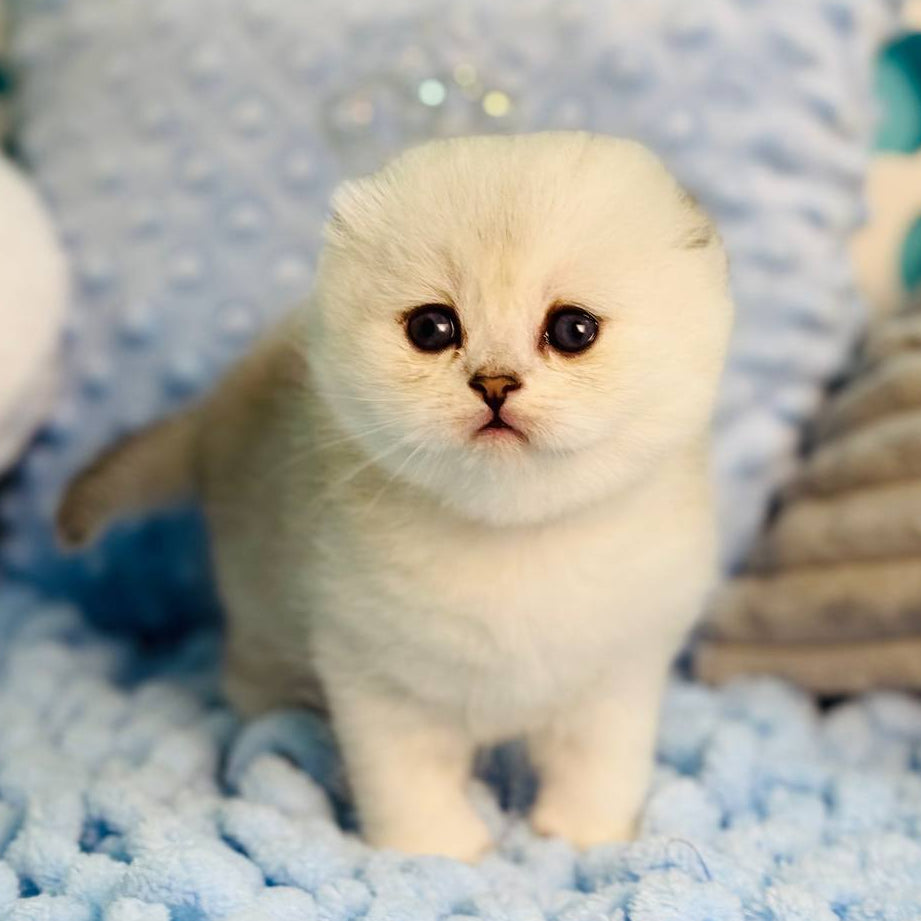 
                  
                    Fluffy
                  
                