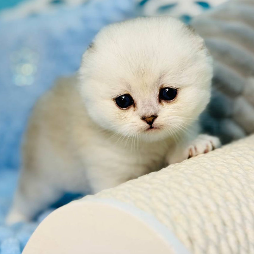 
                  
                    Fluffy
                  
                