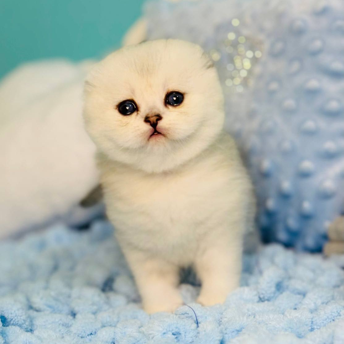 
                  
                    Fluffy
                  
                