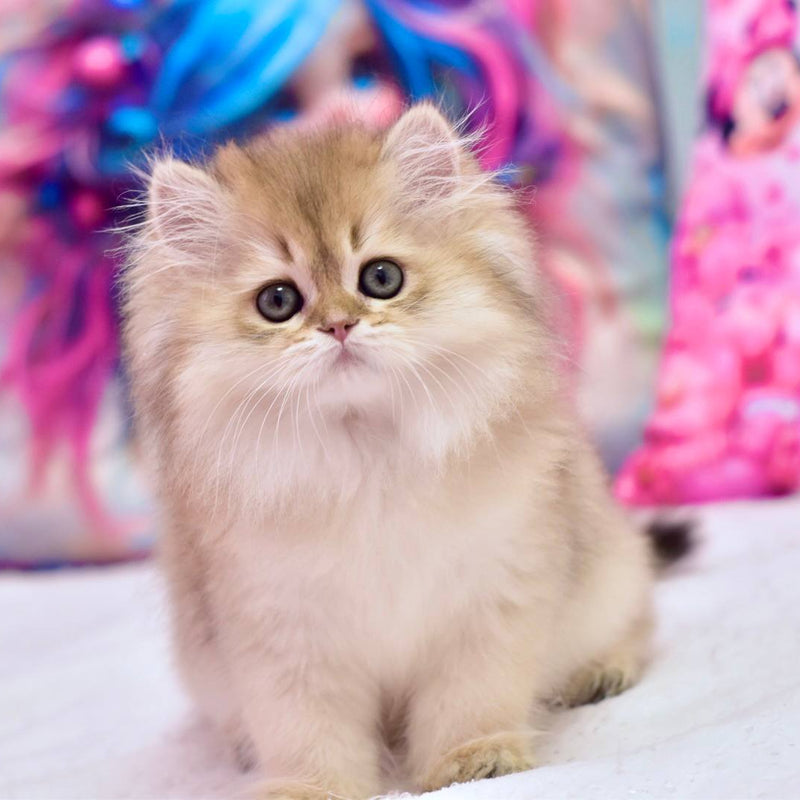 Lola
