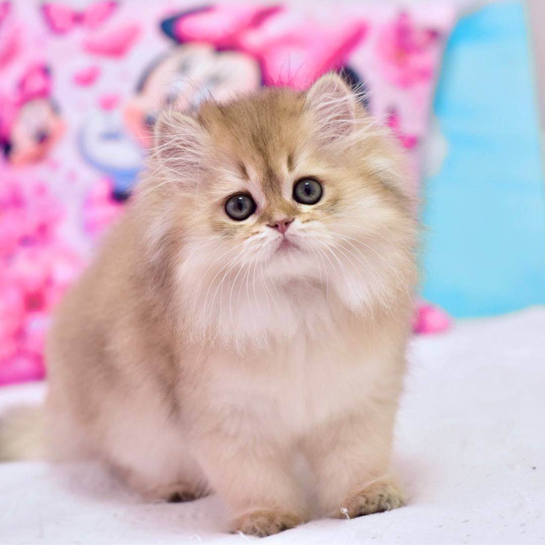 
                  
                    Lola
                  
                