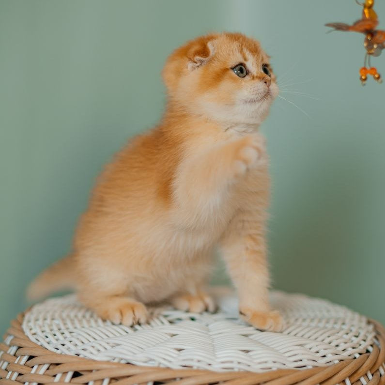 
                  
                    Diora
                  
                