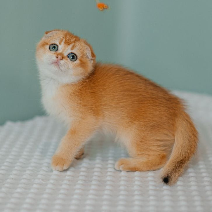 
                  
                    Diora
                  
                