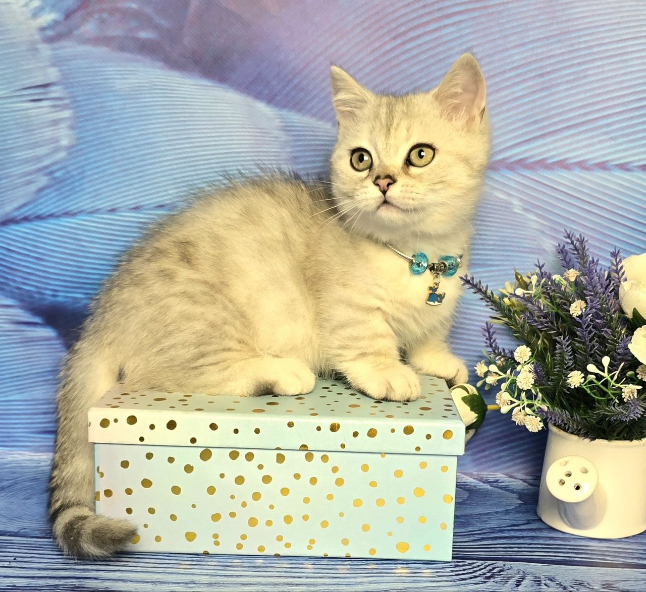 
                  
                    Luna
                  
                