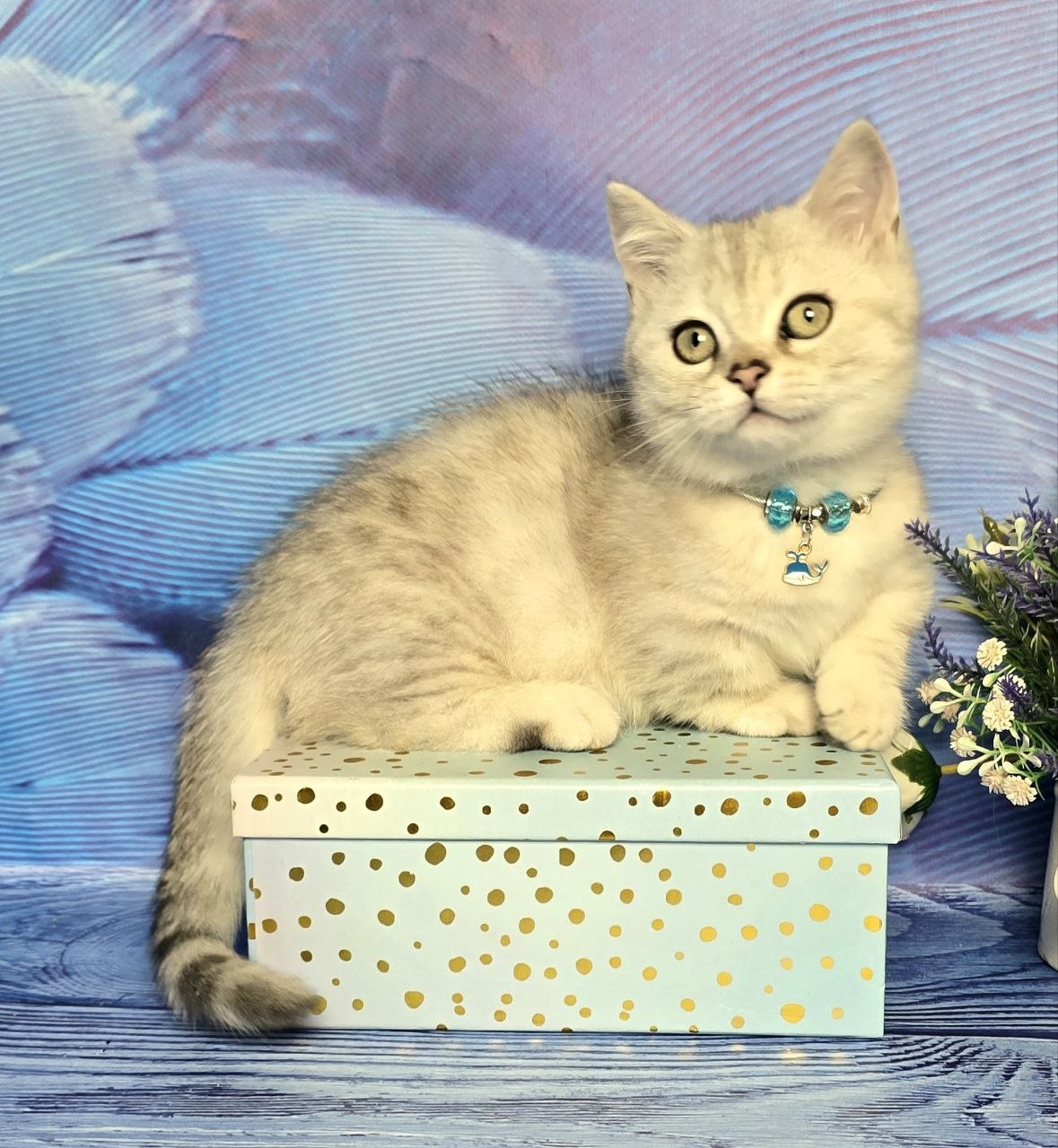 
                  
                    Luna
                  
                