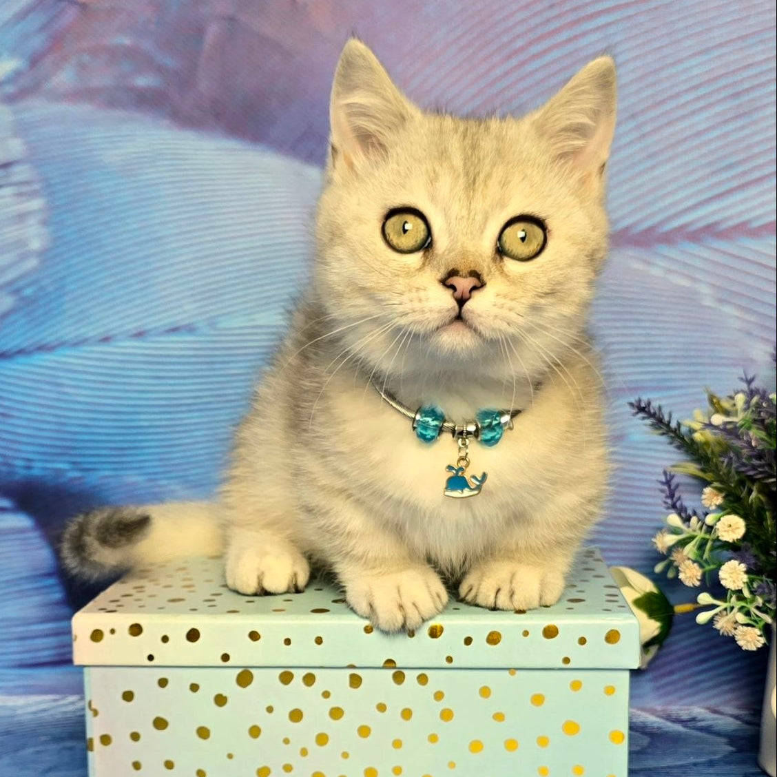 
                  
                    Luna
                  
                