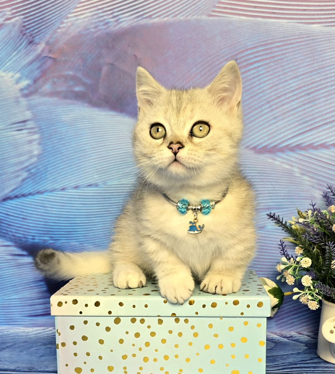 
                  
                    Luna
                  
                