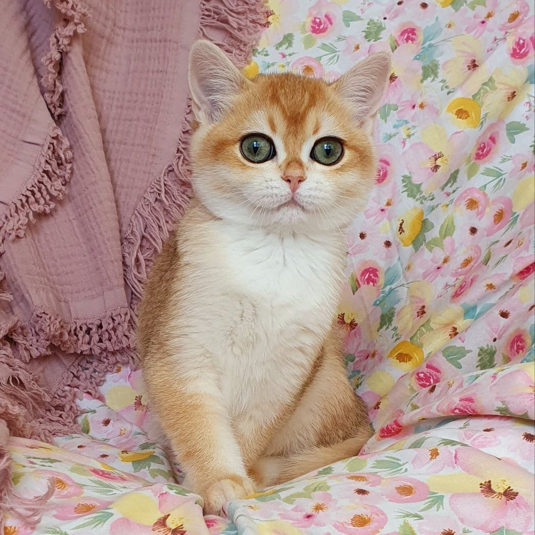 
                  
                    Willow
                  
                