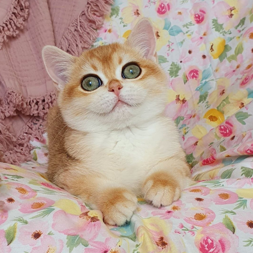 
                  
                    Willow
                  
                