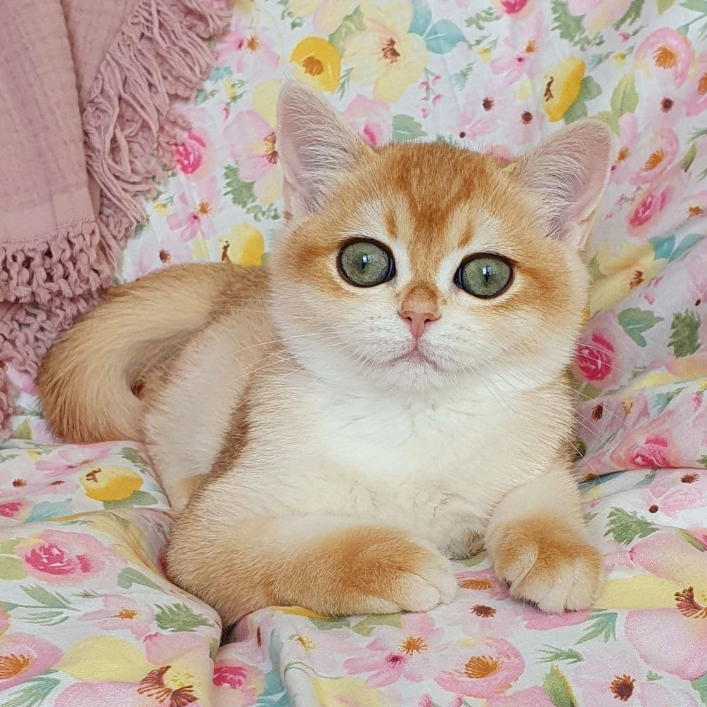 
                  
                    Willow
                  
                