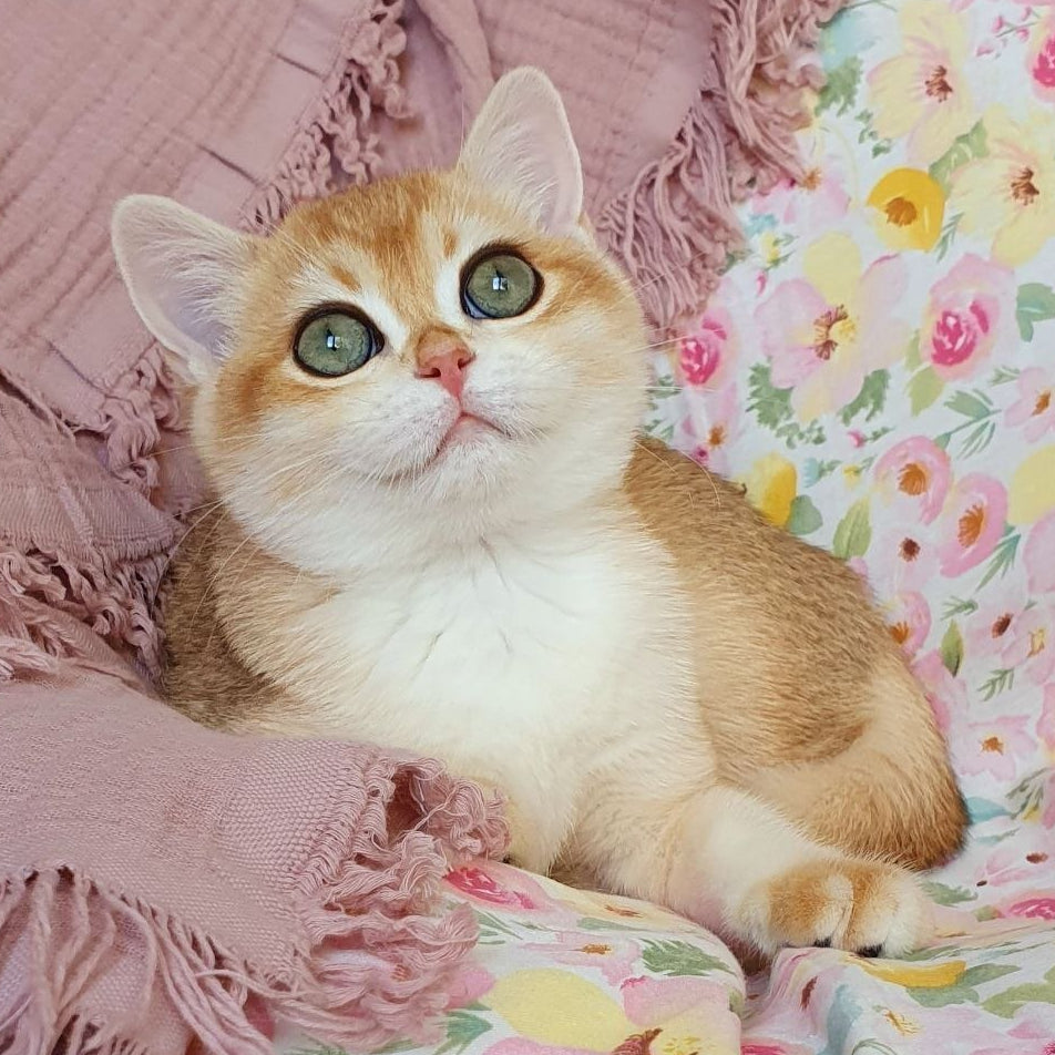 
                  
                    Willow
                  
                
