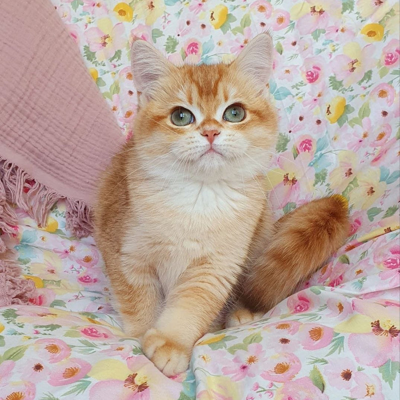Tomas