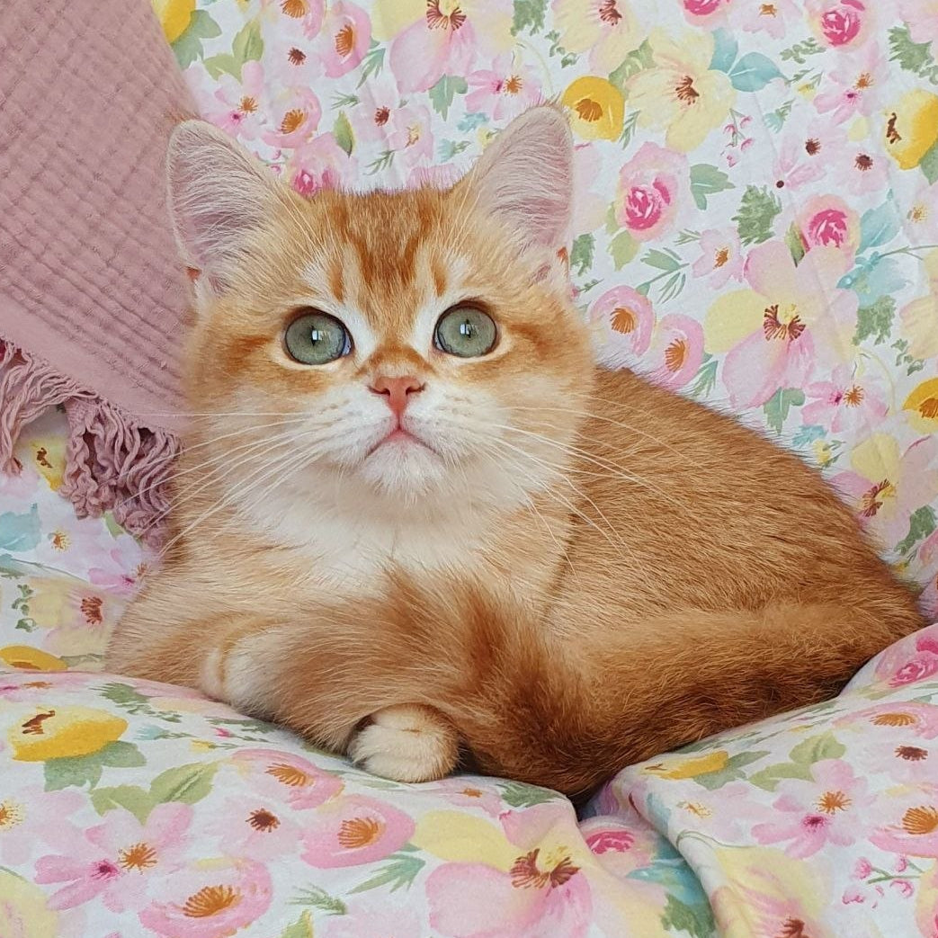 
                  
                    Tomas
                  
                