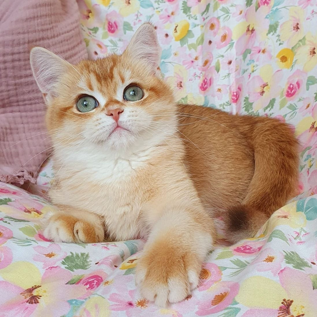 
                  
                    Tomas
                  
                