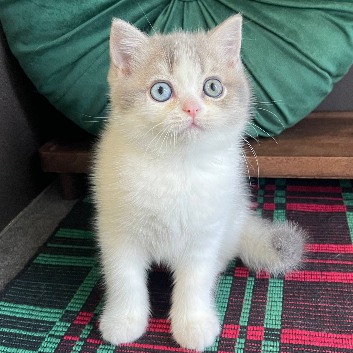 
                  
                    Masha
                  
                