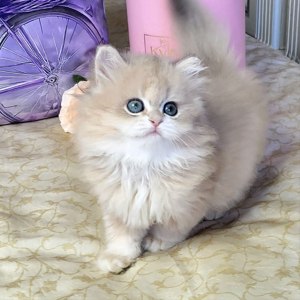 
                  
                    Zephyr
                  
                