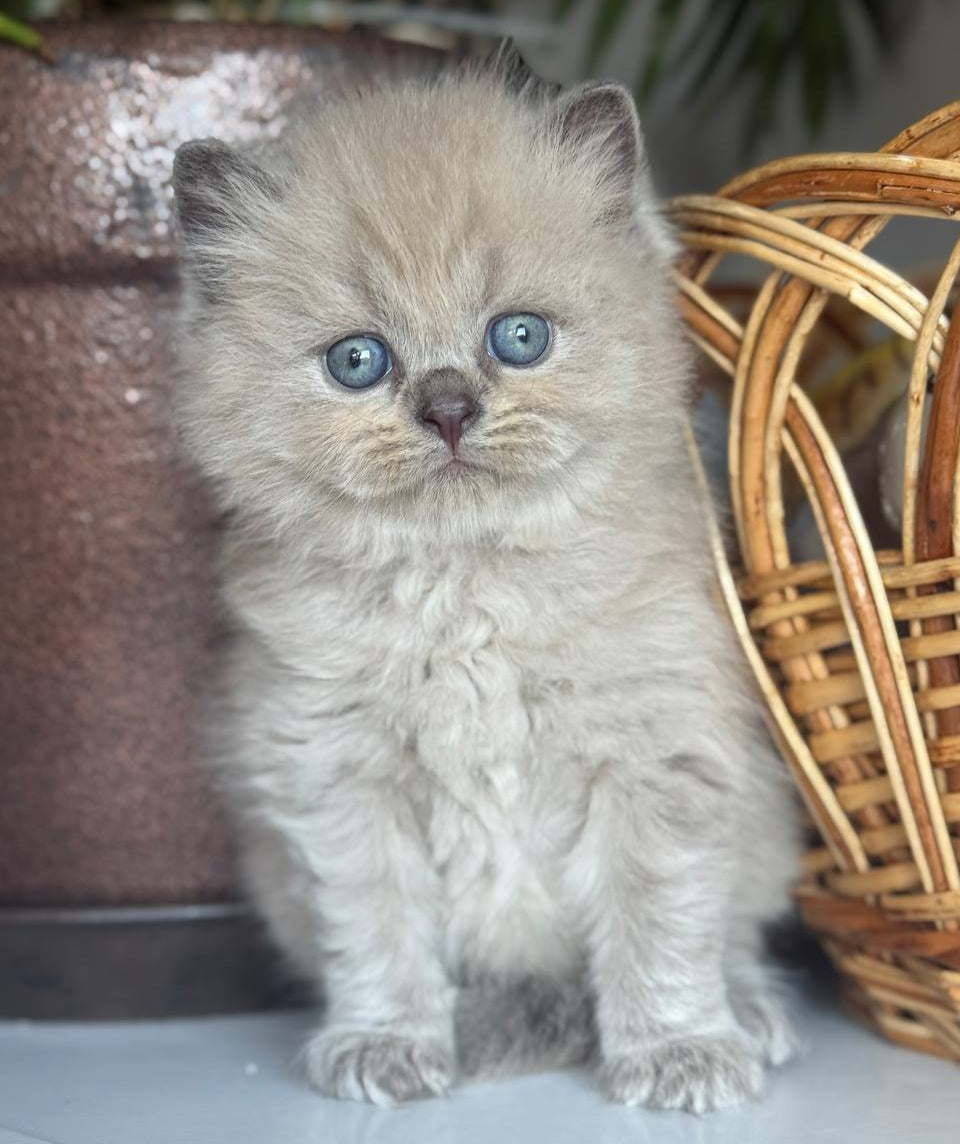 Timur