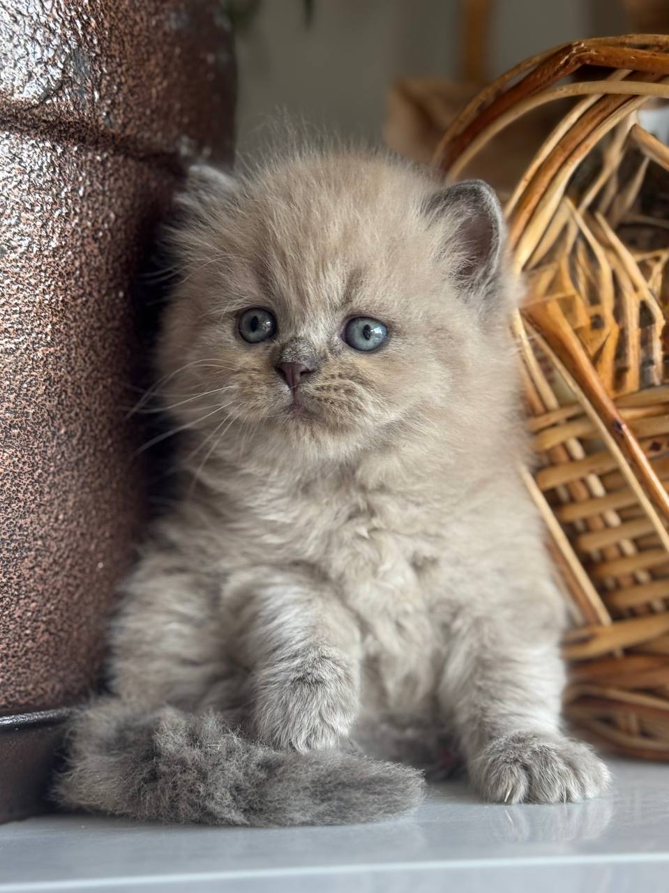 
                  
                    Timur
                  
                
