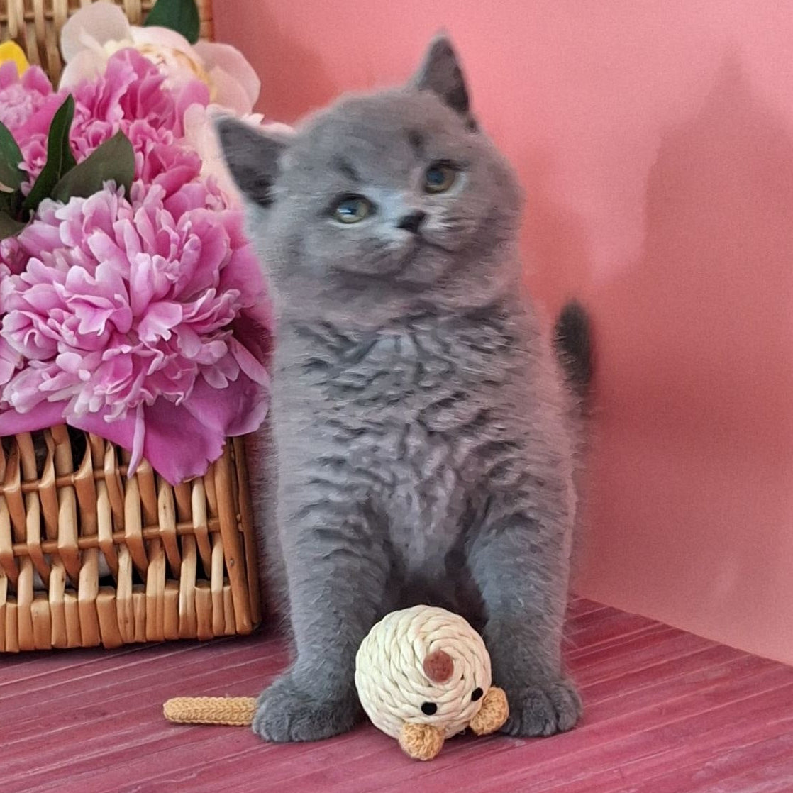
                  
                    Teddy
                  
                