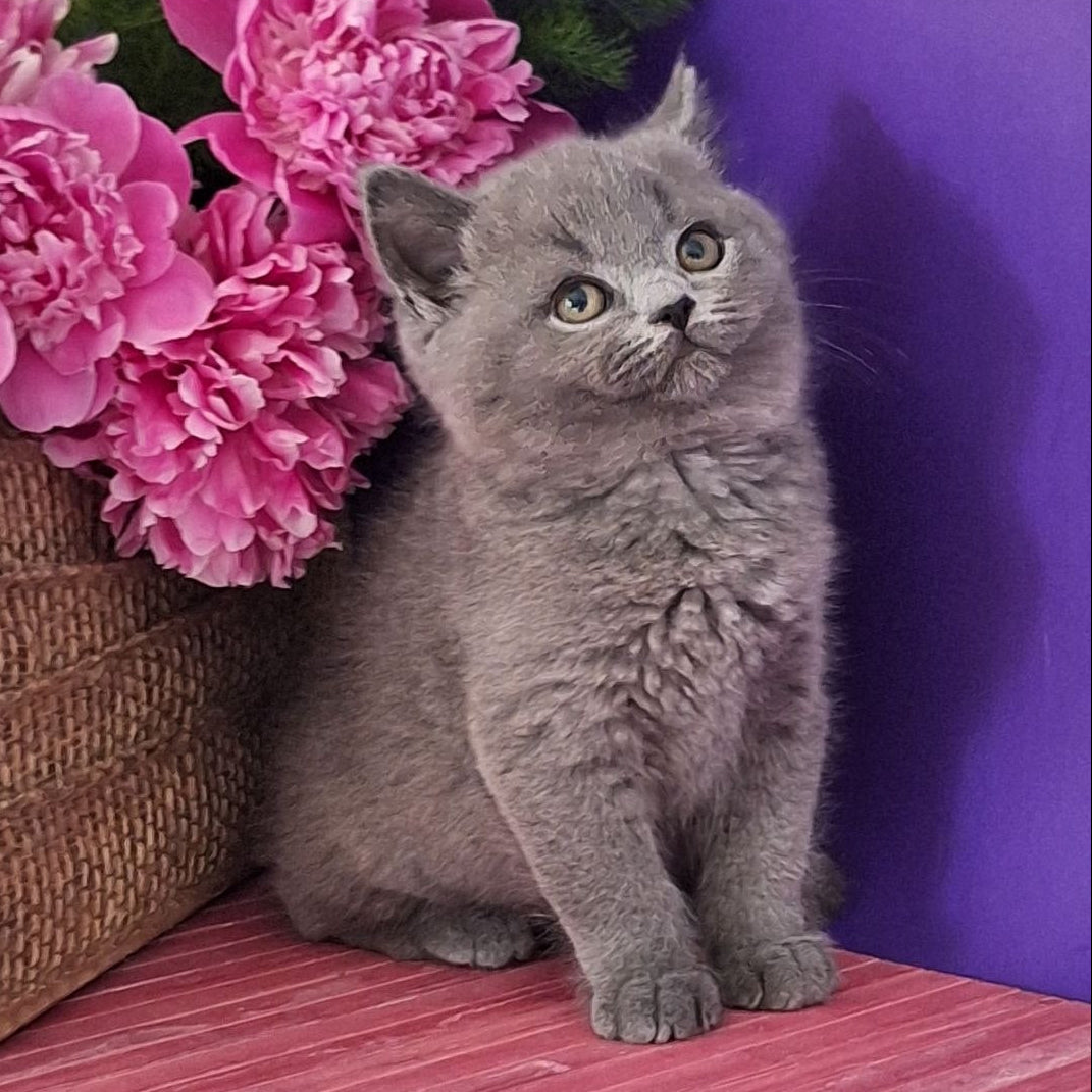
                  
                    Teddy
                  
                