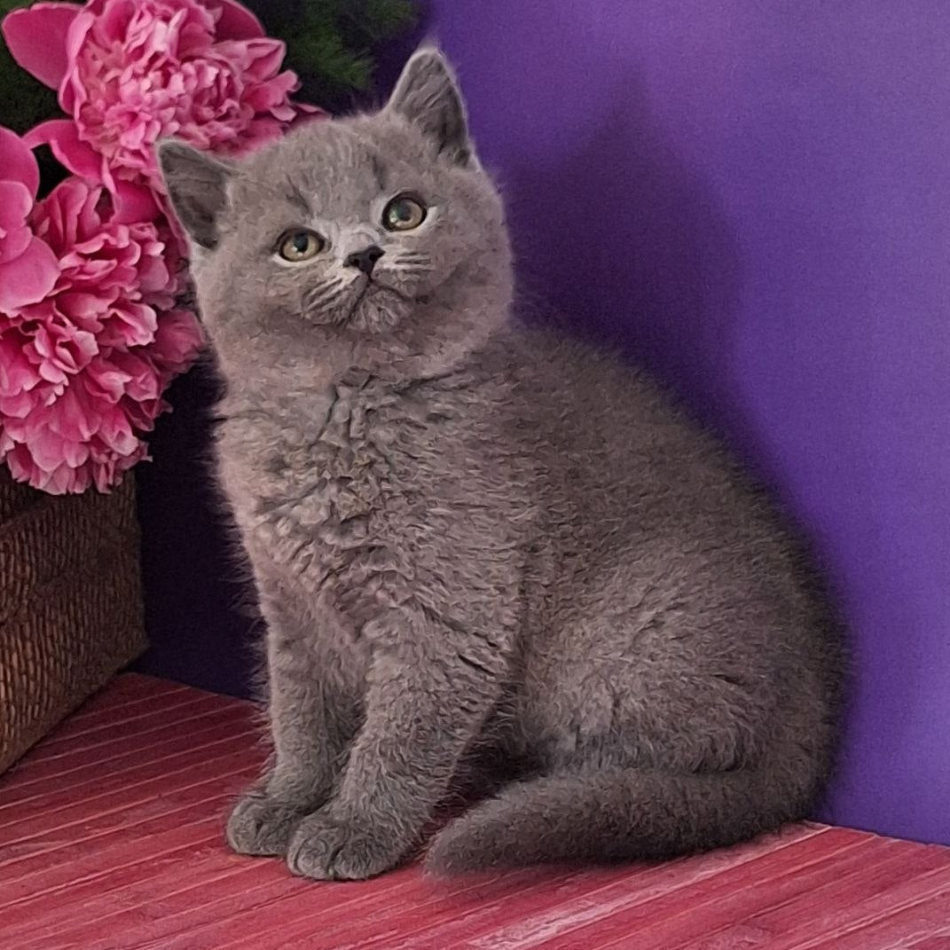 
                  
                    Teddy
                  
                