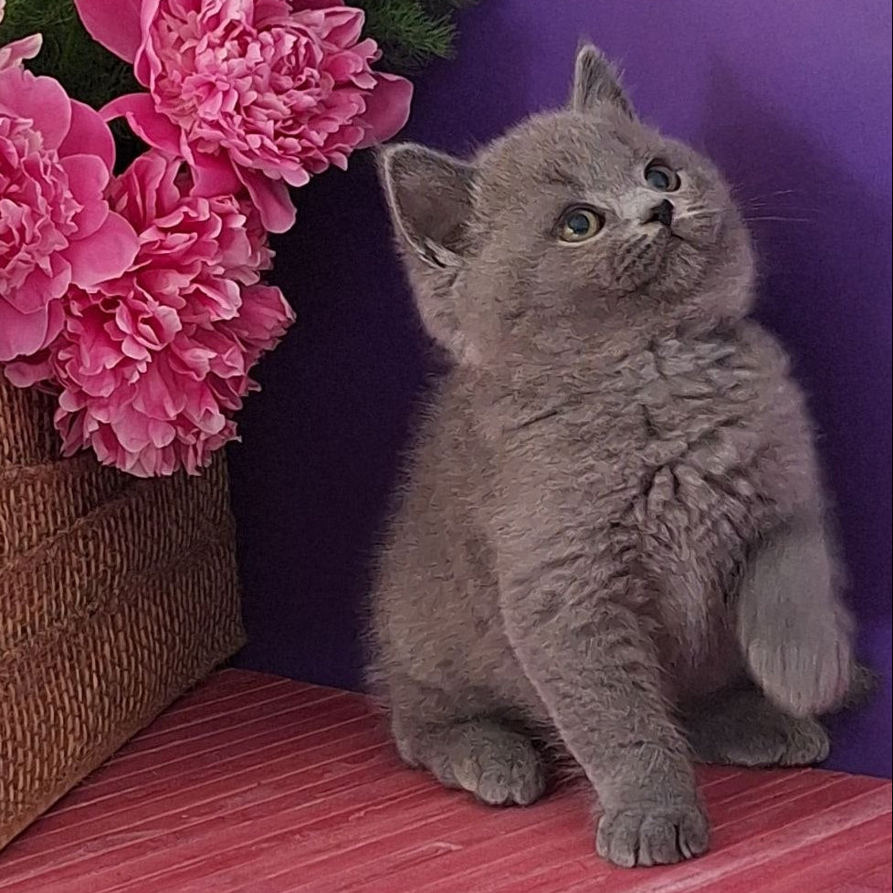 
                  
                    Teddy
                  
                
