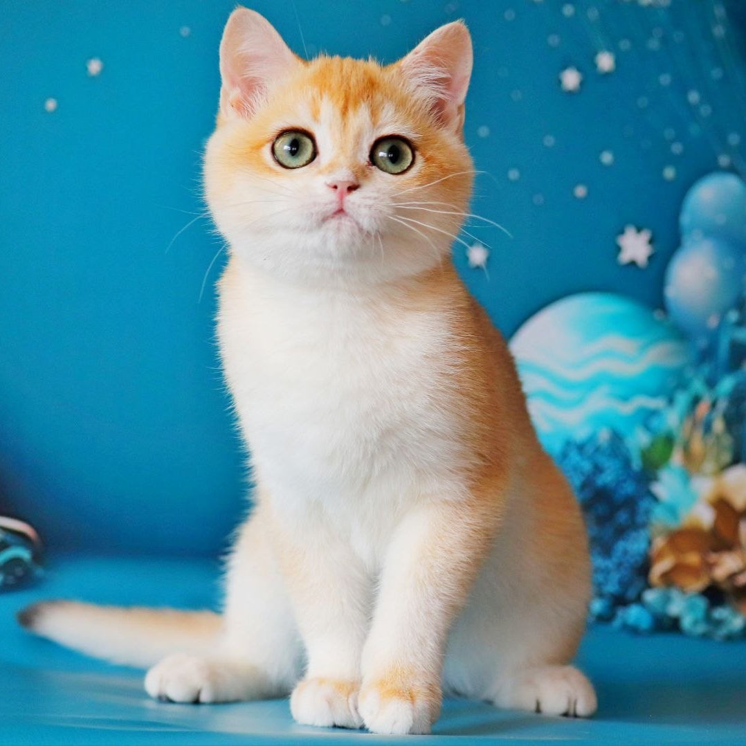 
                  
                    Unika
                  
                