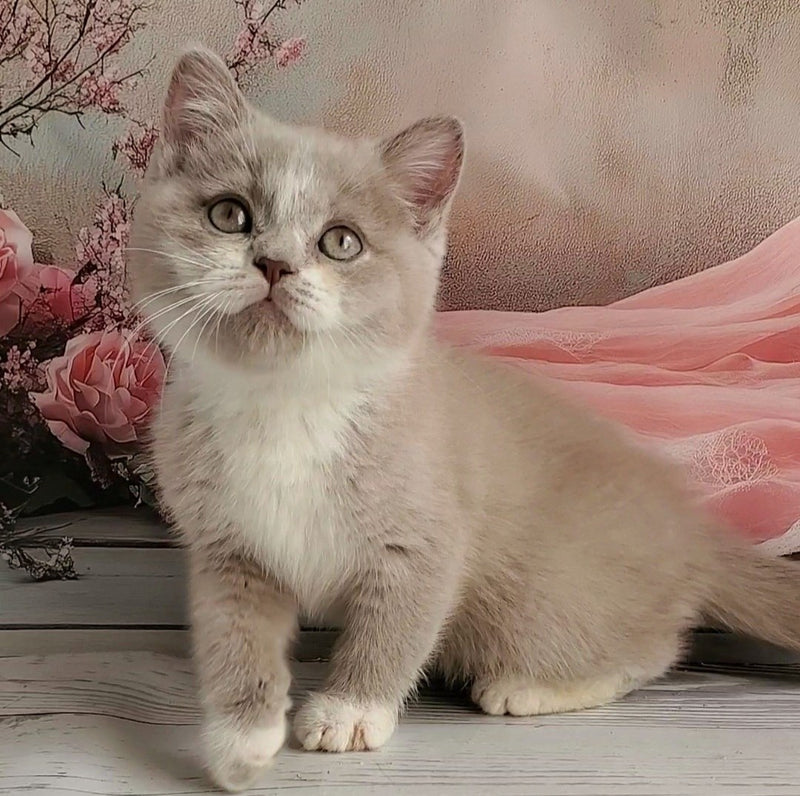 Casper