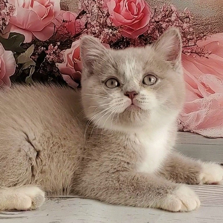 
                  
                    Casper
                  
                