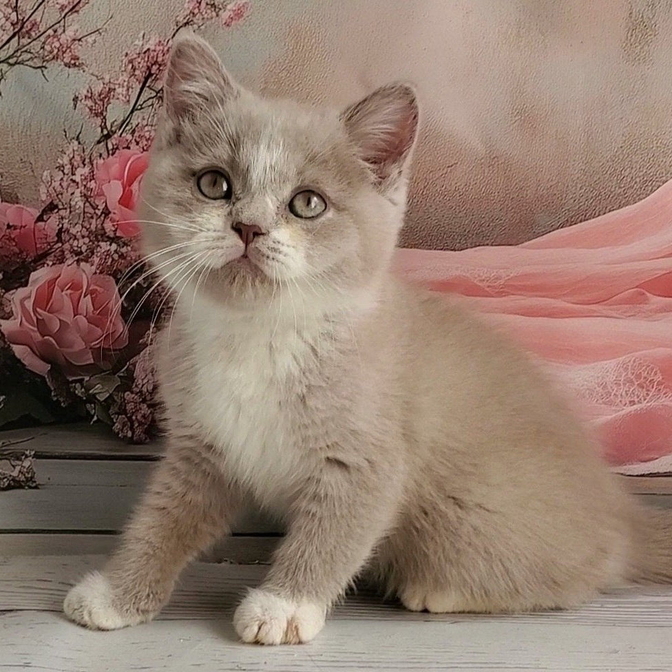 
                  
                    Casper
                  
                