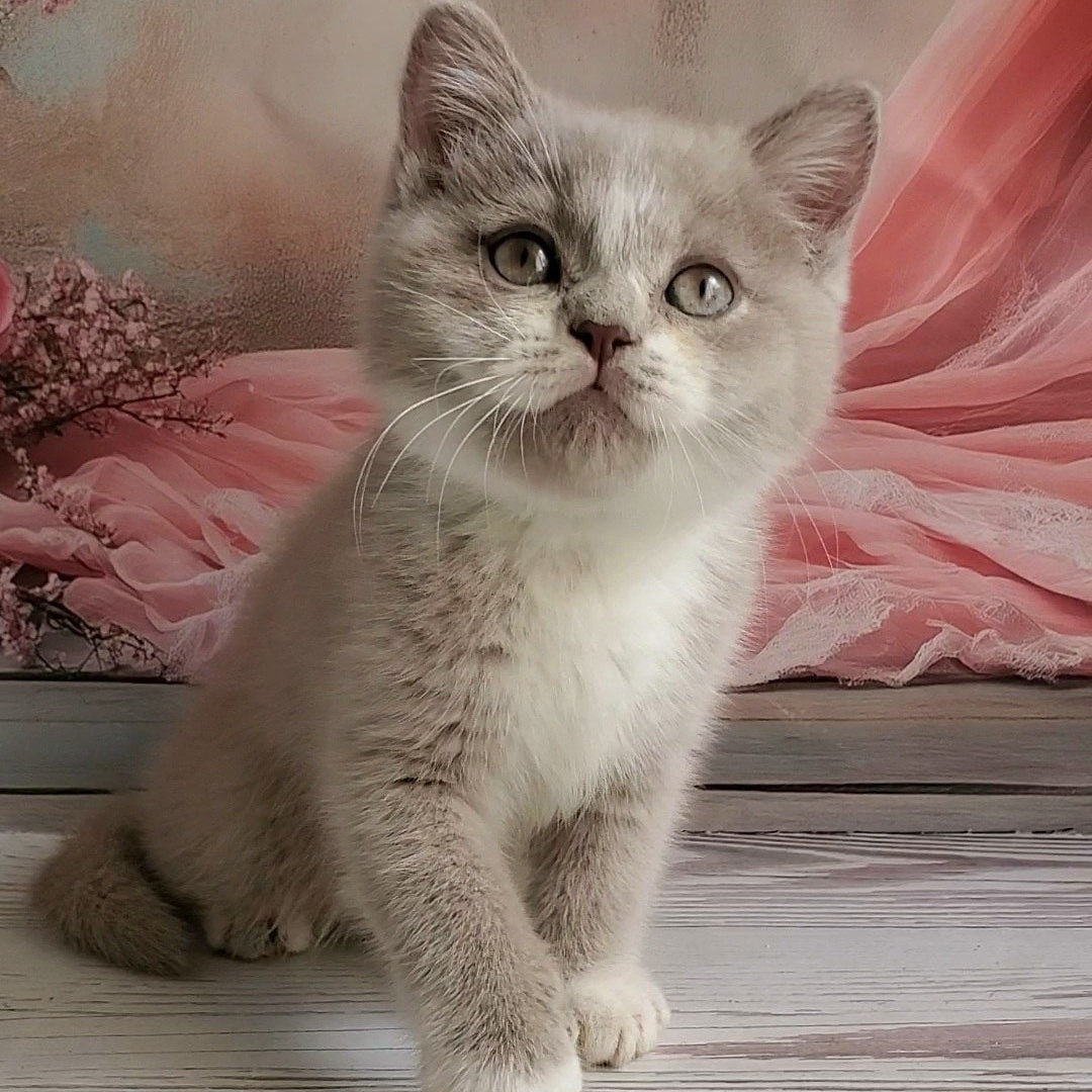 
                  
                    Casper
                  
                