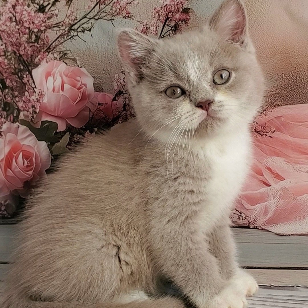 
                  
                    Casper
                  
                